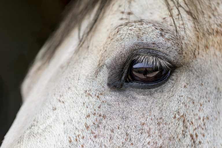 horse, animal, nature